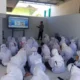 Polisi Edukasi Bahaya Narkoba dan Perundungan pada Peserta MPLS di Pamekasan