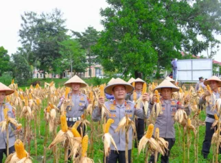 Polres Bintan Panen 200 Kg Jagung, Langkah Konkret Dorong Ketahanan Pangan Nasional