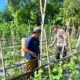Polsek Prenduan Pantau Budidaya Melon, Dorong Ketahanan Pangan di Sumenep