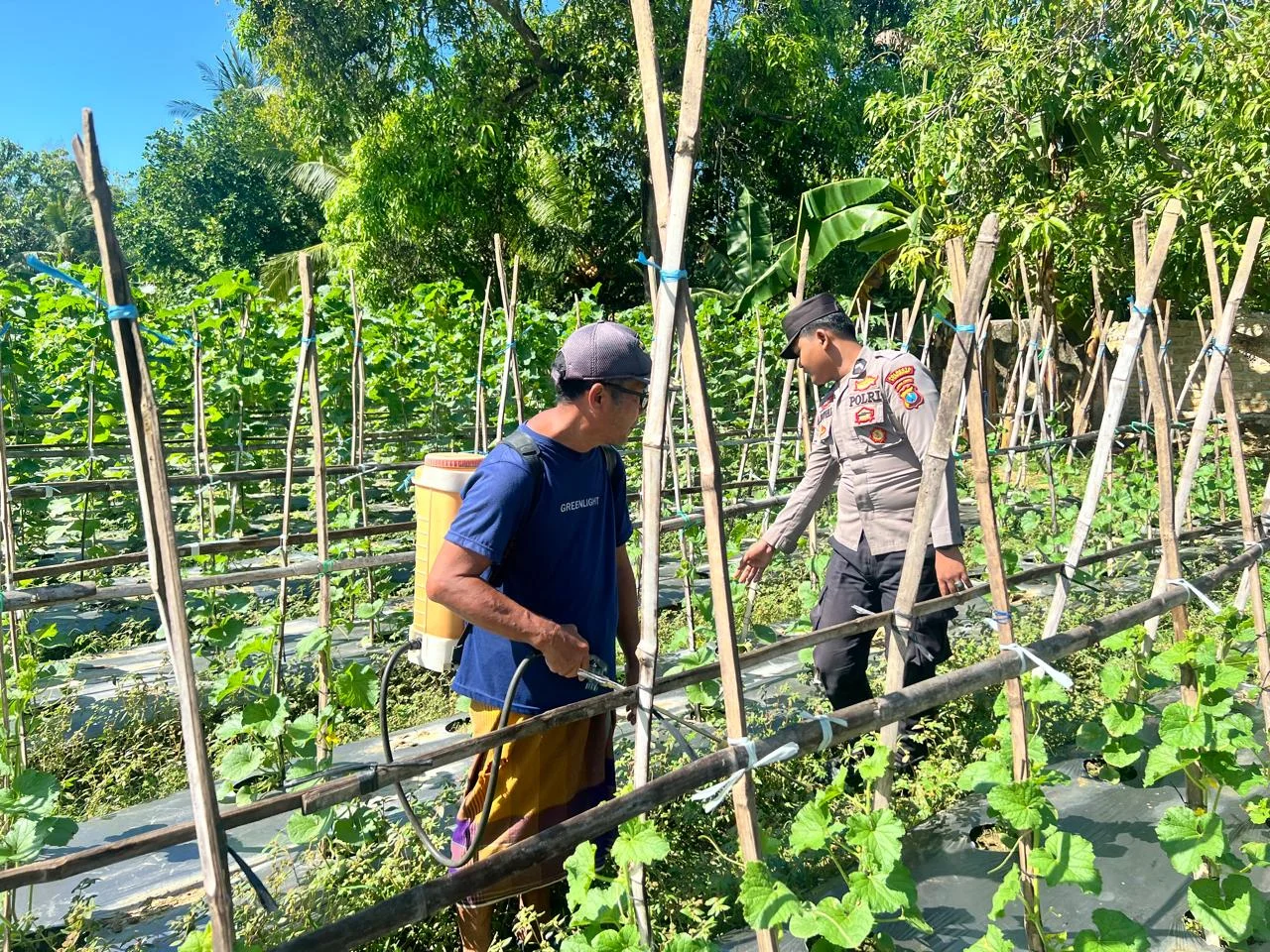 Polsek Prenduan Pantau Budidaya Melon, Dorong Ketahanan Pangan di Sumenep