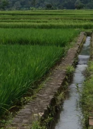Prioritas Pusat untuk Perbaikan Jaringan Irigasi Tersier Subak di Bali