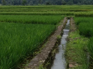 Prioritas Pusat untuk Perbaikan Jaringan Irigasi Tersier Subak di Bali