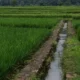 Prioritas Pusat untuk Perbaikan Jaringan Irigasi Tersier Subak di Bali