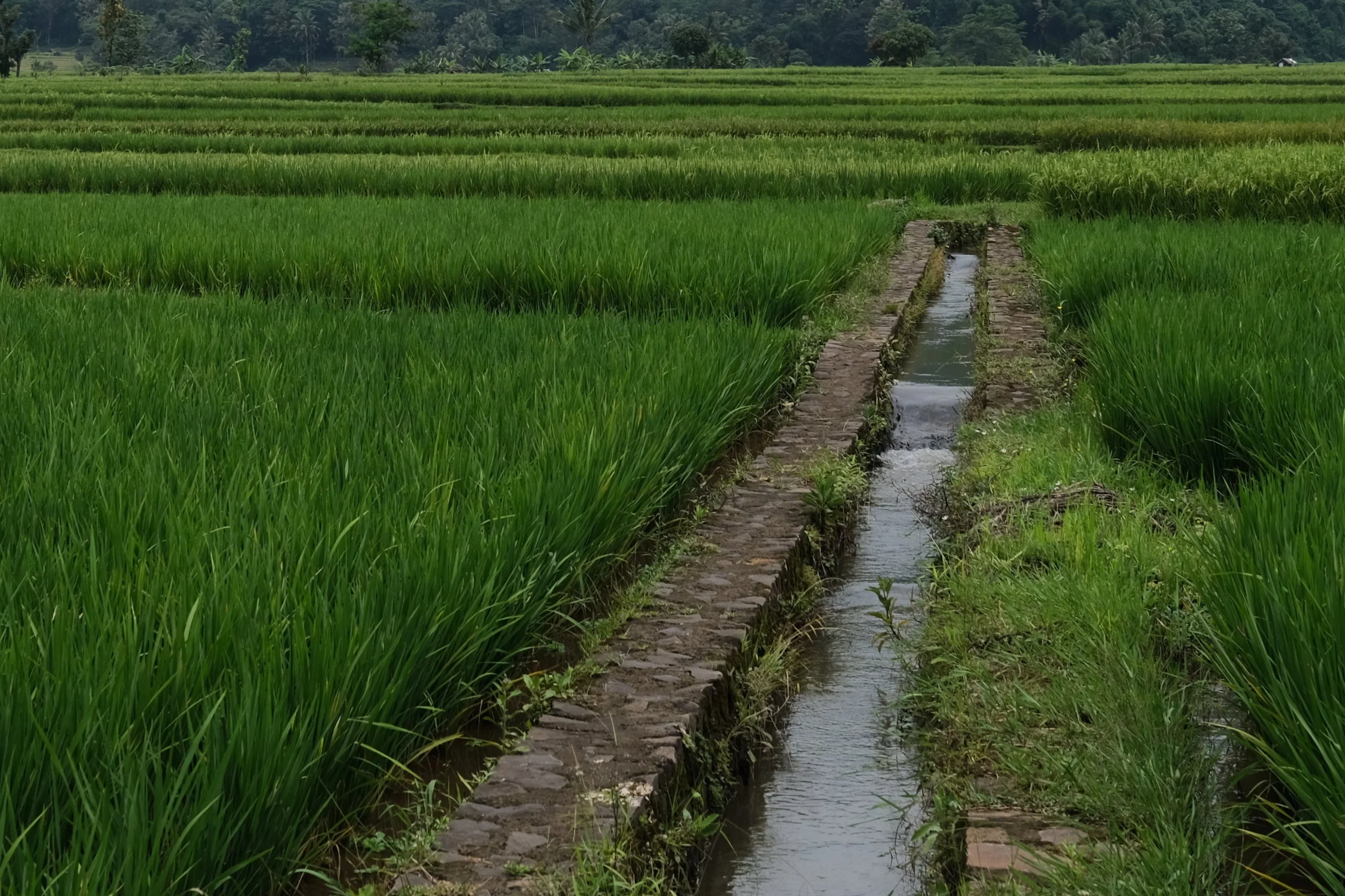 Prioritas Pusat untuk Perbaikan Jaringan Irigasi Tersier Subak di Bali