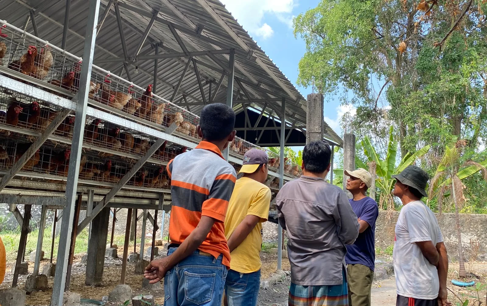 Relokasi Kandang Ayam BUMDes Gemaripah Diminta Warga Tuwiri Wetan Tuban Akibat Serangan Lalat