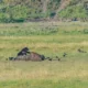 Serigala Berani Tantang Beruang Grizzly Demi Bangkai Bison di Yellowstone