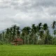 Surplus Beras Banyuwangi Capai 174 Ribu Ton pada Semester I 2026: Analisis Dampak dan Prospek Pertanian Jatim