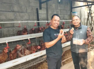 Surplus Produksi Telur Nasional Picu Harga Turun hingga Rp16 Ribu per Kg