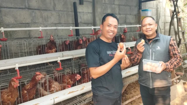 Surplus Produksi Telur Nasional Picu Harga Turun hingga Rp16 Ribu per Kg