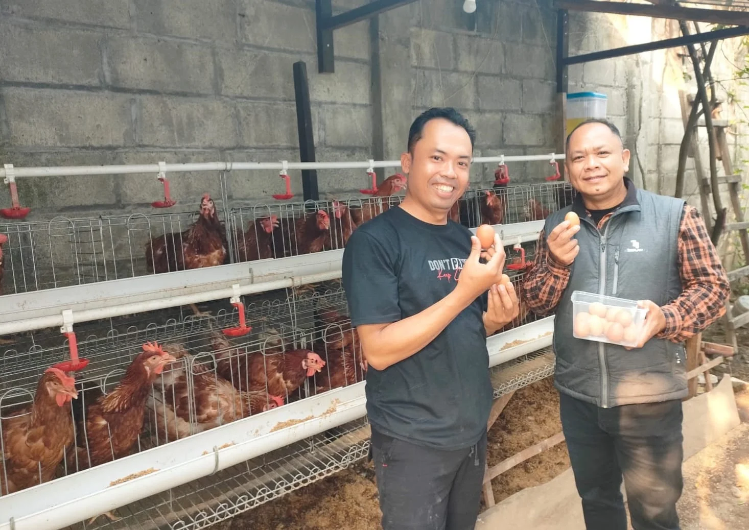 Surplus Produksi Telur Nasional Picu Harga Turun hingga Rp16 Ribu per Kg