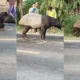 Tapir Dibunuh, Bupati Mesuji Murka: Ancaman Serius bagi Keanekaragaman Hayati