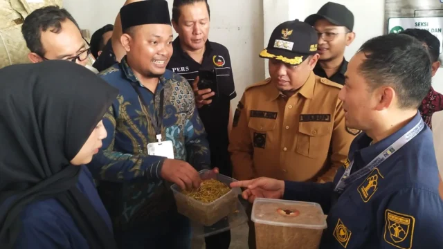 Tembakau Paiton VO Siap Jadi Produk Indikasi Geografis Pertama di Jawa Timur