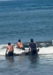 Upaya Heroik Warga Jembrana Selamatkan Paus Raksasa yang Terdampar di Pantai Perancak