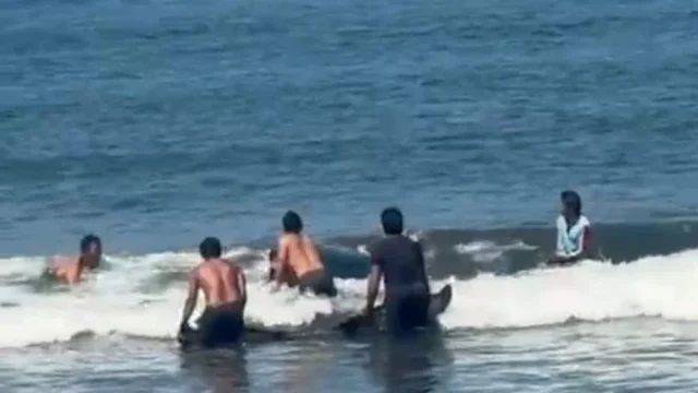 Upaya Heroik Warga Jembrana Selamatkan Paus Raksasa yang Terdampar di Pantai Perancak