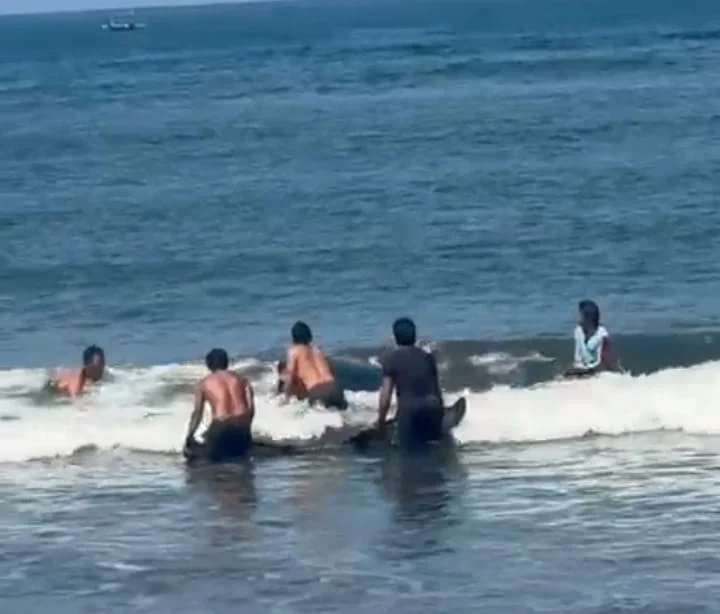 Upaya Heroik Warga Jembrana Selamatkan Paus Raksasa yang Terdampar di Pantai Perancak