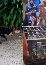 Warga Lahat Berhasil Amankan Beruang yang Sempat Berkeliaran di Pemukiman