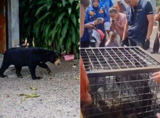 Warga Lahat Berhasil Amankan Beruang yang Sempat Berkeliaran di Pemukiman