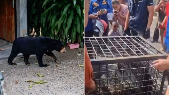 Warga Lahat Berhasil Amankan Beruang yang Sempat Berkeliaran di Pemukiman