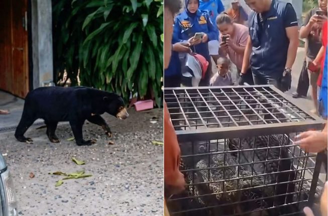Warga Lahat Berhasil Amankan Beruang yang Sempat Berkeliaran di Pemukiman