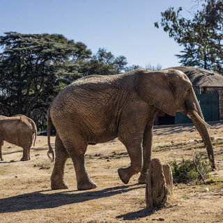 Dilema Perawatan Tiga Gajah Terakhir di Kebun Binatang Johannesburg