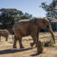 Dilema Perawatan Tiga Gajah Terakhir di Kebun Binatang Johannesburg