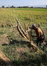 Hadapi Musim Kemarau, KDM Siapkan Pompa Air untuk Lahan Pertanian di Jawa Barat