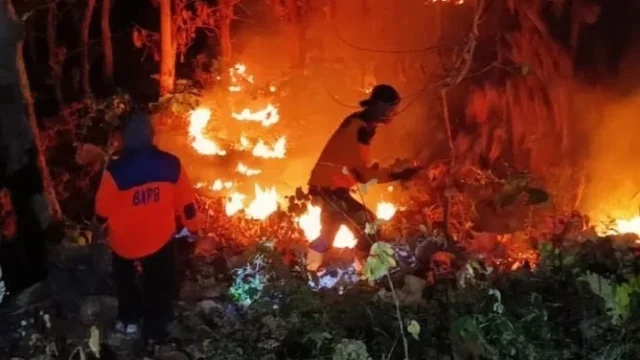 Hutan Jati di Perbatasan Situbondo dan Bondowoso Terbakar Capai 4 Hektare