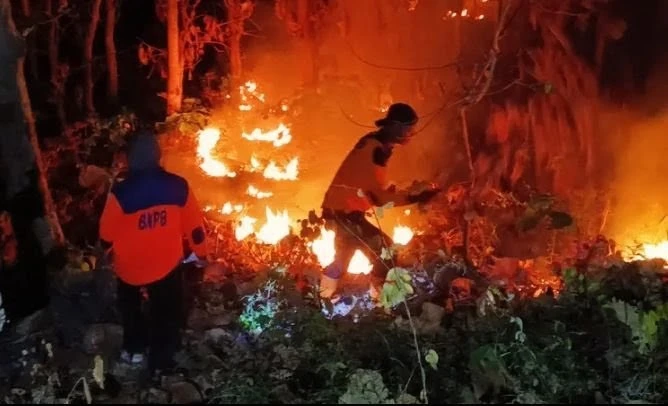Hutan Jati di Perbatasan Situbondo dan Bondowoso Terbakar Capai 4 Hektare