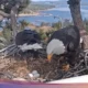 Jackie, Elang Botak yang Dicintai dan Bintang Livestream di Big Bear Lake, Meninggal Dunia Akibat Penyakit Misterius