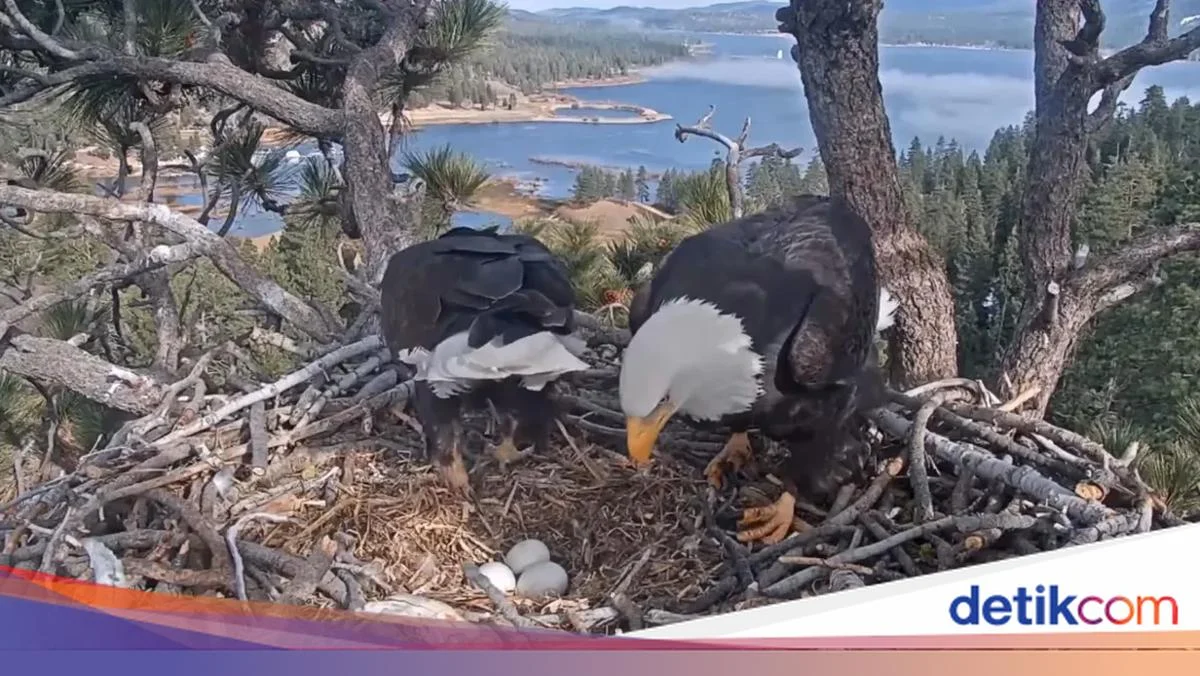 Jackie, Elang Botak yang Dicintai dan Bintang Livestream di Big Bear Lake, Meninggal Dunia Akibat Penyakit Misterius