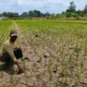 Kapan El Nino 2026 Berakhir? Simak Cara Mitigasi Kekeringan dan Daerah Terdampak