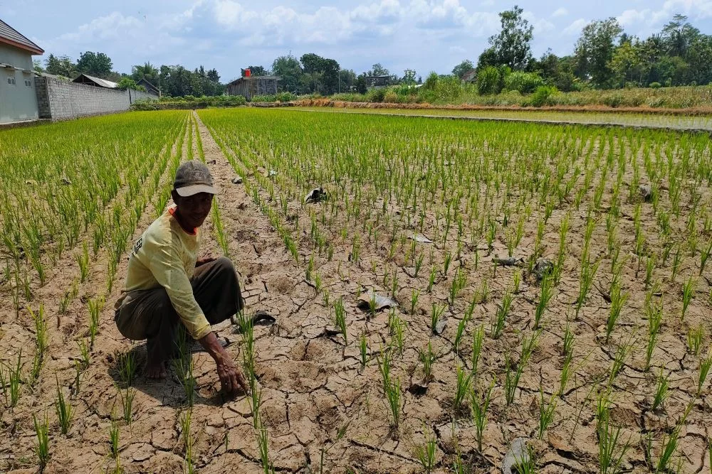 Kapan El Nino 2026 Berakhir? Simak Cara Mitigasi Kekeringan dan Daerah Terdampak
