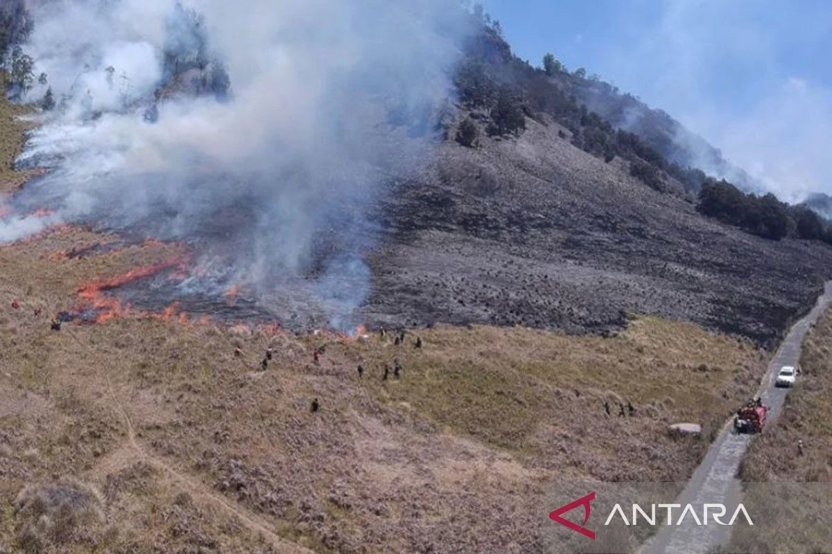 Kebakaran Hutan di Gunung Latimojong dan Bromo, Upaya Pemadaman dan Imbauan untuk Jaga Kelestarian