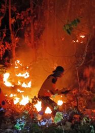 Kebakaran Hutan Jati Bondowoso Meluas 4 Hektare, Petugas Andalkan Kepyok Lokalisir Api