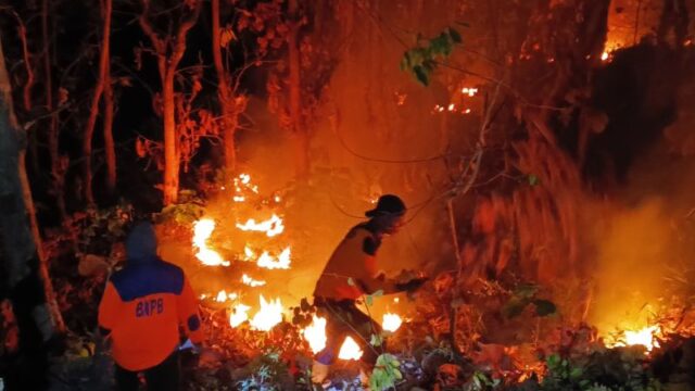 Kebakaran Hutan Jati Bondowoso Meluas 4 Hektare, Petugas Andalkan Kepyok Lokalisir Api