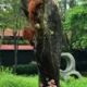 Kecerdikan Orang Utan Didi dalam Kabur dari Solo Safari: Memanfaatkan Ranting untuk Menembus Pengamanan