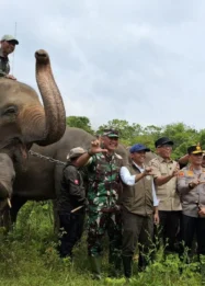 Misi Pasukan Langit TNI Padamkan Karhutla di Way Kambas untuk Lindungi Habitat Gajah Sumatera