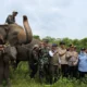 Misi Pasukan Langit TNI Padamkan Karhutla di Way Kambas untuk Lindungi Habitat Gajah Sumatera