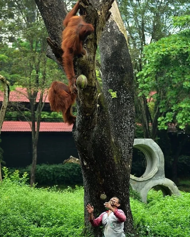 Orang Utan Didi Kabur dari Solo Safari dengan Cara Cerdas, Bikin Geger Warga Solo