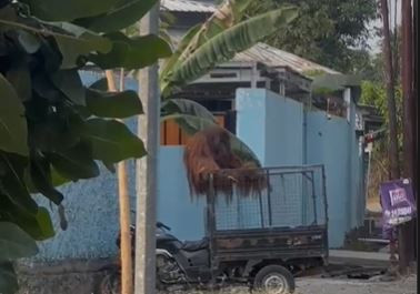 Orang Utan Lepas di Solo Safari Robohkan Motor Pengunjung Warung Makan