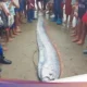 Pascagempa NTT, Ikan Oarfish Sepanjang 4 Meter Terdampar di Pantai Pink Lombok: Fakta dan Mitos