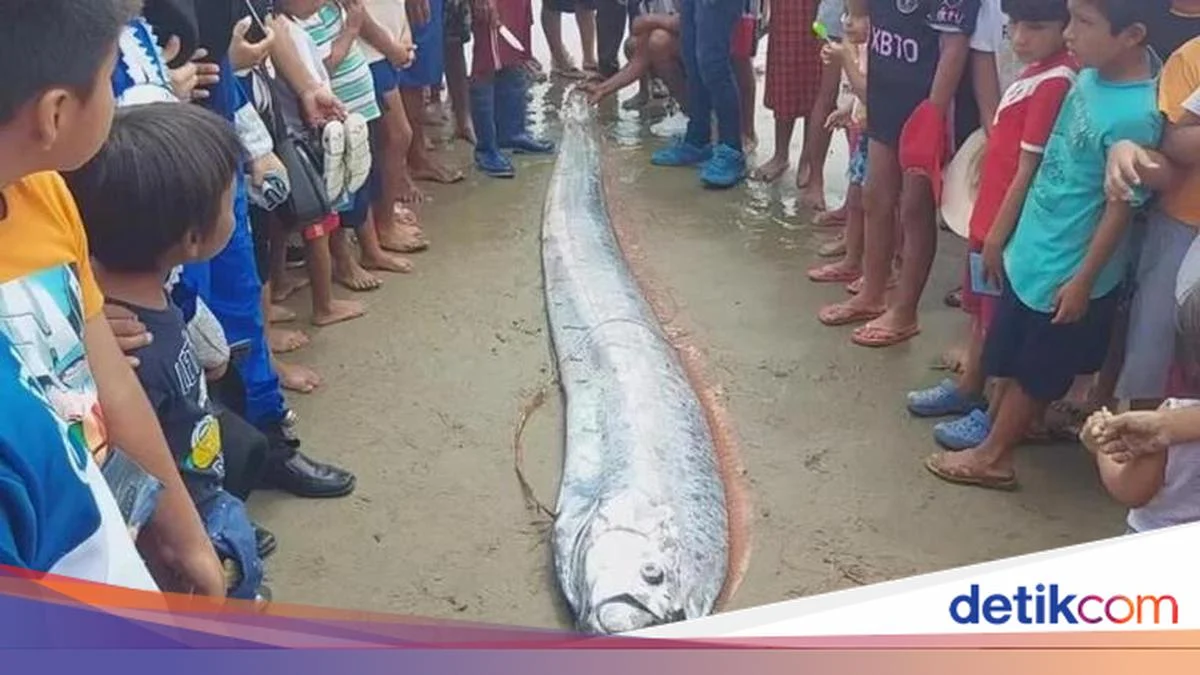 Pascagempa NTT, Ikan Oarfish Sepanjang 4 Meter Terdampar di Pantai Pink Lombok: Fakta dan Mitos