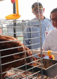 Pemprov DKI Bangun Kawasan Peternakan Terintegrasi di Ciangir, Target Tampung 5.000 Ekor Sapi