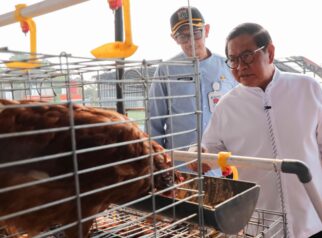 Pemprov DKI Bangun Kawasan Peternakan Terintegrasi di Ciangir, Target Tampung 5.000 Ekor Sapi