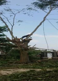 Penebang Pohon di Cihapit Bandung Teridentifikasi, Pemberi Perintah Masih Diburu