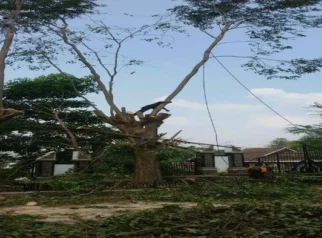 Penebang Pohon di Cihapit Bandung Teridentifikasi, Pemberi Perintah Masih Diburu