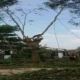 Penebang Pohon di Cihapit Bandung Teridentifikasi, Pemberi Perintah Masih Diburu