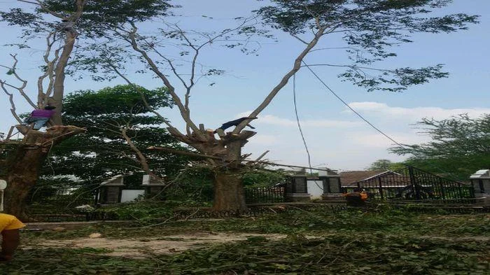 Penebang Pohon di Cihapit Bandung Teridentifikasi, Pemberi Perintah Masih Diburu