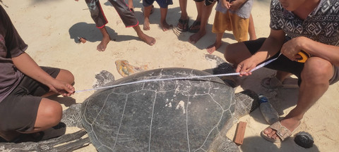 Penyu Ditemukan Mati Dibunuh di Pantai Berau Kaltim, Perut Disayat Telur Diambil