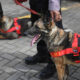Polri Kirim 10 Anjing K9 untuk Cari Korban Gempa di NTT